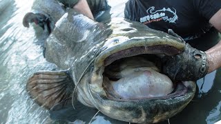 Рыбалка на СОМА! Как ловить больших сомов? 2019