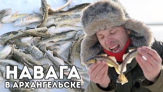 Ловля НАВАГИ в Архангельске. Первый лед! Морская зимняя рыбалка со льда. Самая вкусная рыба