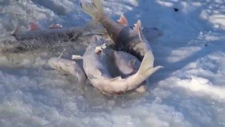 Очередная зимняя рыбалка в Сибири