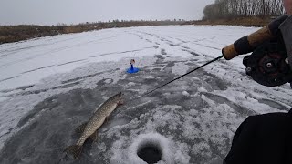 Лёд 2020-2021! Ловля щуки на жерлицы зимой! Рыбалка на балансир.