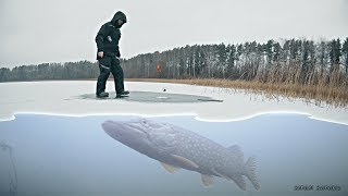 ПОКЛЕВКИ ЩУКИ НА ОКУНЯ! Рыбалка на жерлицы 2019-2020 Первый лед