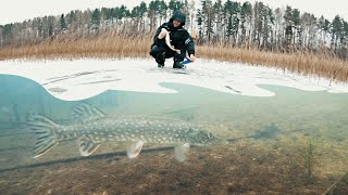 АТАКА ЩУКИ НА ЖЕРЛИЦЫ Первый лед 2019-2020 Зимняя рыбалка