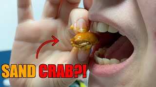 SAND CRAB vs. BLUE CRAB Catch & Cook!!! (I've never eaten one before...)
