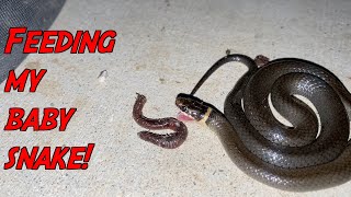 BABY SNAKE LOVES WORMS!!! (Explaining BIG Life Changes)