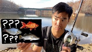 MYSTERY FISH CHALLENGE at a HUGE Reservoir!!! (Shore Only)