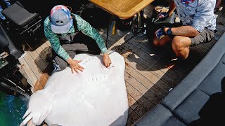 HUGE 200lb Roughtail Stingray | Catch N Cook