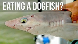 We Cooked a Dogfish!