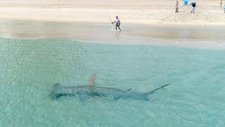 Giant Hammerhead Sharks Hunting Blacktip Sharks 3