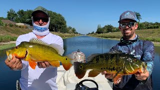 Peacocks and Clowns | Live Fishing