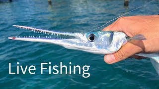 Houndfish and Giant Jacks | Live Fishing