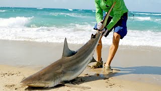 Catching Sharks from the Beach & How it Started