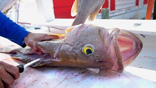 Best Tasting Groupers in the World | Clean N Cook