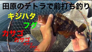 田原のテトラで黒鯛ボウズでカサゴは釣れた。