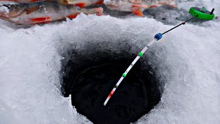 ОКУНЬ ЕСТ ЕЁ ПОЛНОСТЬЮ! Щука на жерлицы. Зимняя рыбалка 2020-2021.