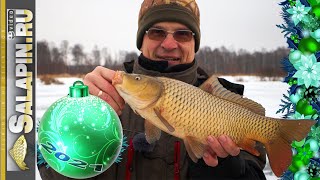 Новогодняя рыбалка: карп и щука
