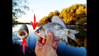 Рыбалка в октябре 2018 ПОЙМАЛ ПЕРАНЬЮ!? или КАРАСЬЯ!? НА ПРИКОРМКУ КЕРОСИН