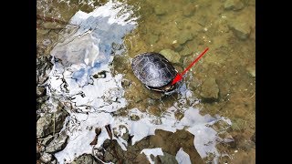 Шустрая черепаха на рыбалке