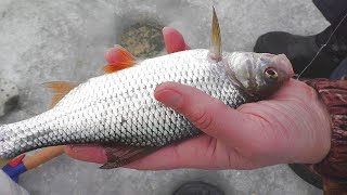 Зимняя рыбалка Ловля плотвы на вымя (в феврале).  My fishing
