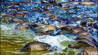 ТОННЫ РЫБЫ ПЛЫВУТ ПО ДОРОГЕ рыбалка 2021