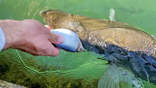 Hand Feeding Giant Fish #Shorts