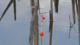 Рыбалка на болоте . Классика (поплавок) . My fishing