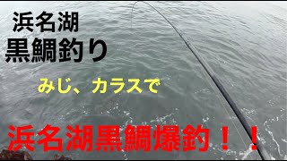 浜名湖黒鯛釣り。絶好調の雨の釣り