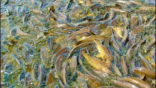 САЗАНЫ В МАЛЕНКОЙ ЛУЖЕ БОЛЬШЕ 10 ТОНН  сазан карась рыбалка 2021