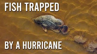 Catching Fish Trapped by a Hurricane