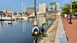 URBAN FISHING in the Baltimore Inner Harbor!!! (BIG FISH LIVE HERE)
