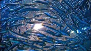Прямая трансляция 09.09.2021 из студии ТАСС Международного рыбопромышленного форума | Росрыболовство