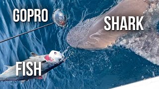 Shark Eats GoPro or Fish? #Shorts