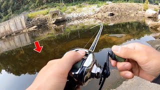 River Fishing ADVENTURE Leads to UNEXPECTED Animal Rescue!!!