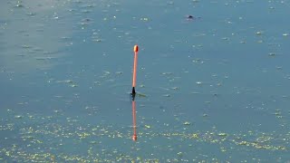 Осенний поплавок на реке! Рыбалка на поплавочную удочку  Эксперимент с насадками