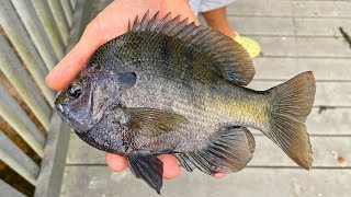 Catching Giant Bluegill Live
