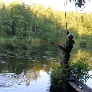 Когда подходит стая окуней - успевай только таскать и менять живца.