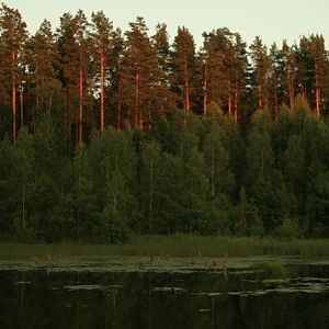 "На север я хочу! На север милый!
Туда, туда, в дремучий хвойный бор, 
Где тело дышит бодростью и силой,
Где правду видит радостный мой взор"...
И. Северянин