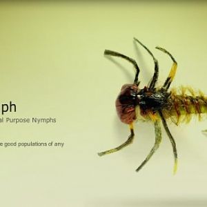 OEdwardsHeptagenidNymph1