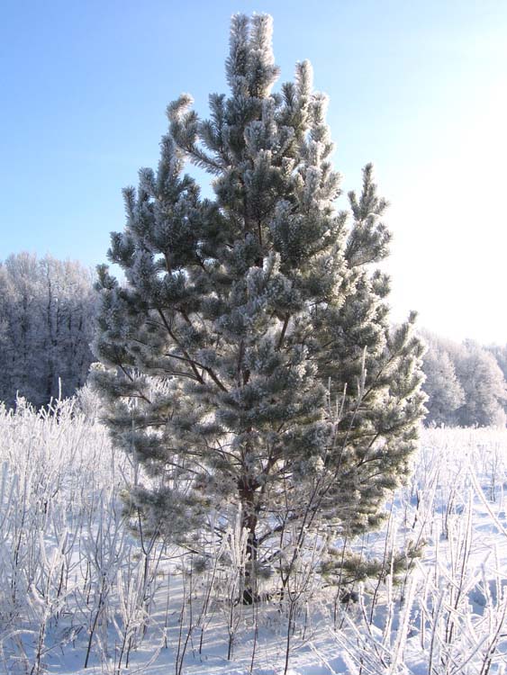 Хопровская ёлочка