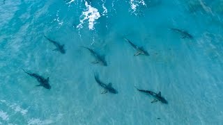 Awesome Blacktip Drone Footage and Fishing for Blacktips - ft. Layne Norton