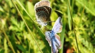 Видео о природе : брачные игры бабочек