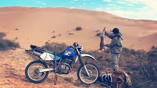 Охота на зайца в пустыне. Охота на мотоцикле. Иж-43
